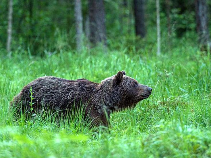 Braunbär - Beobachtung in Estland: Erlebnis Bären - Hütte