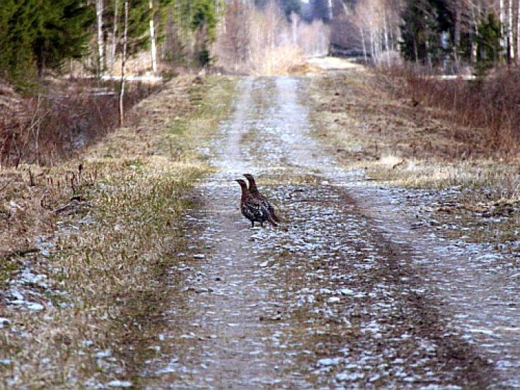 Smart-guided individuelle Naturerlebnisreise in Estland