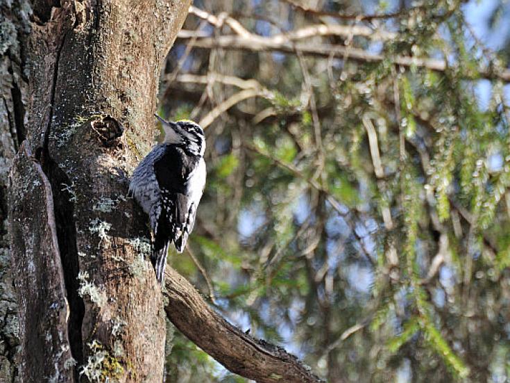 Smart-guided individuelle Naturerlebnisreise in Estland