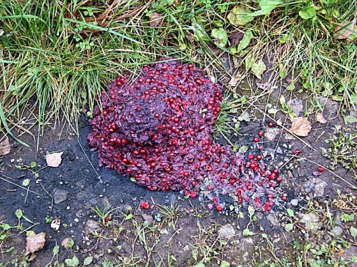 Braunbär - Beobachtung in Estland: Erlebnis Bären - Hütte