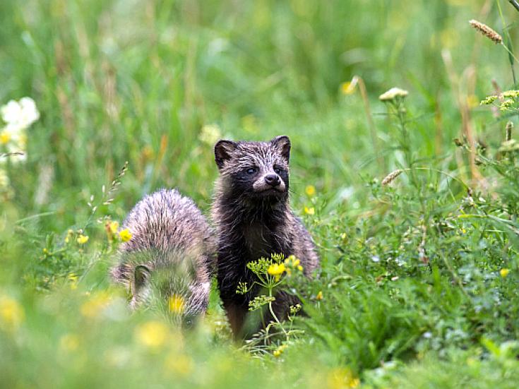 Marderhund - Wildes Estland