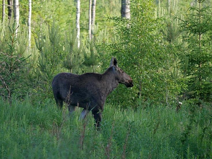 Smart-guided individuelle Naturerlebnisreise in Estland