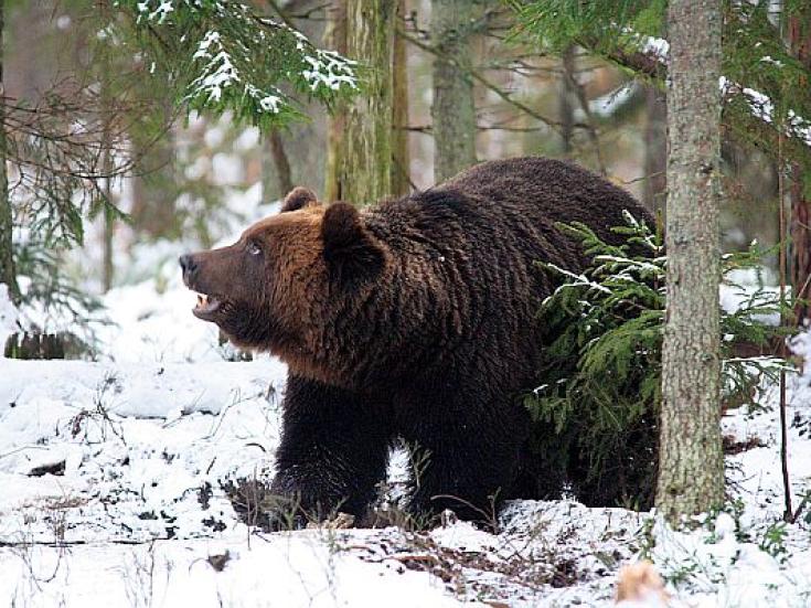 Braunbär - Beobachtung in Estland: Erlebnis Bären - Hütte