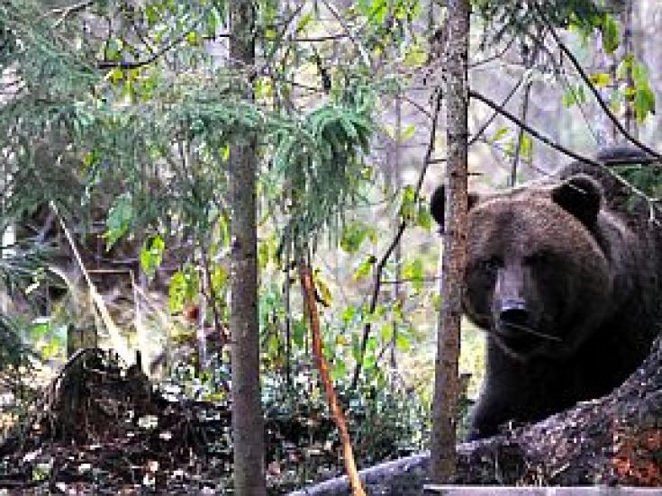 Braunbär - Beobachtung in Estland: Erlebnis Bären - Hütte