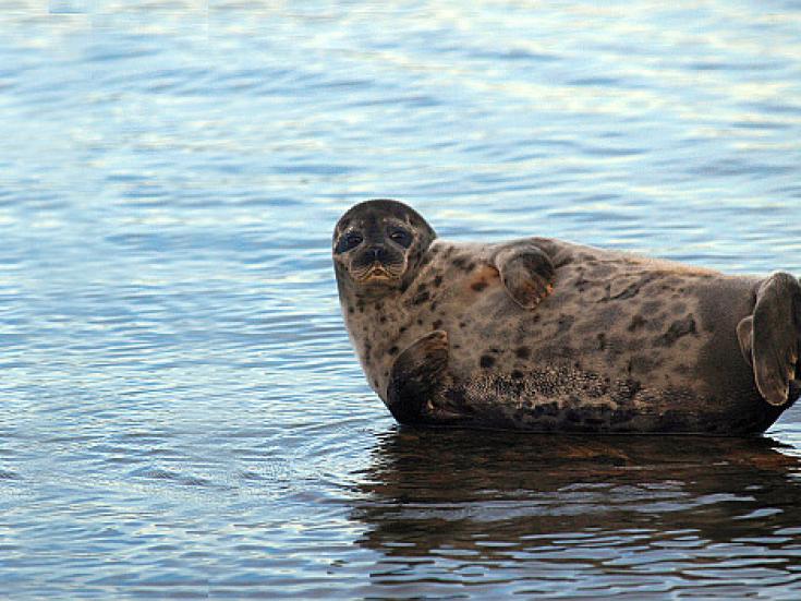 Ringelrobben in der Ostsee