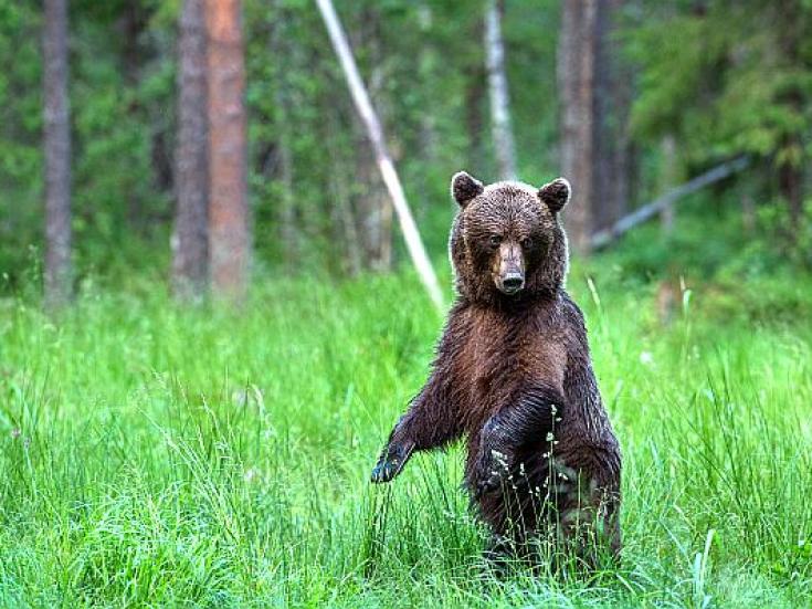 Braunbär - Beobachtung in Estland: Erlebnis Bären - Hütte