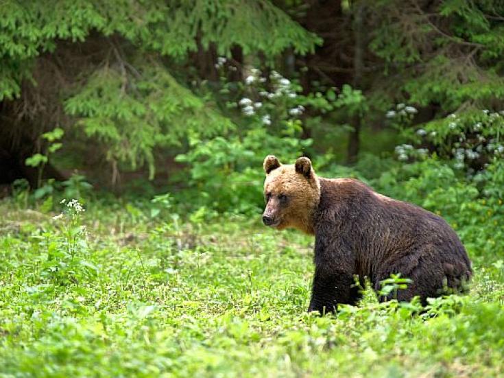 Braunbär - Beobachtung in Estland: Erlebnis Bären - Hütte