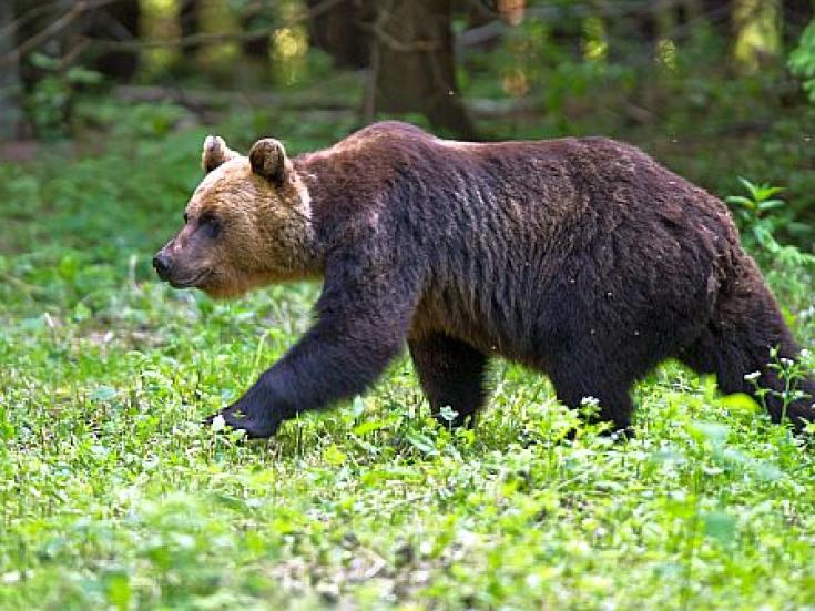 Braunbärbeobachtung in Estland - Abenteuer Bärenhütte