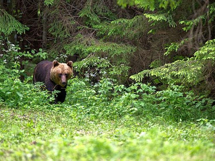 Braunbär - Beobachtung in Estland: Erlebnis Bären - Hütte
