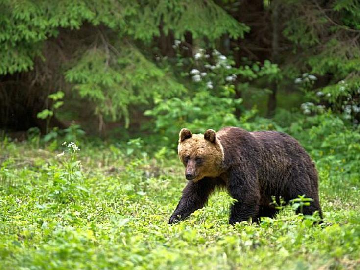 Braunbär - Beobachtung in Estland: Erlebnis Bären - Hütte