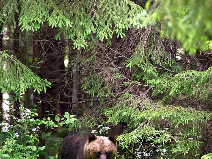Braunbär - Beobachtung in Estland: Erlebnis Bären - Hütte