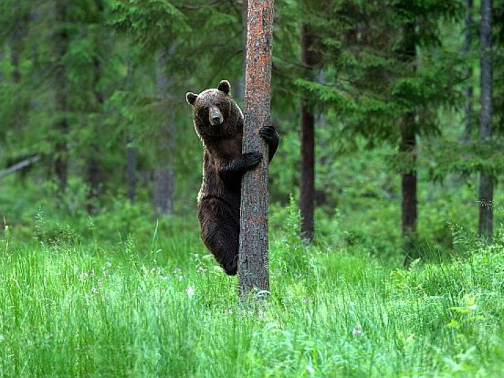 Braunbärbeobachtung in Estland - Abenteuer Bärenhütte