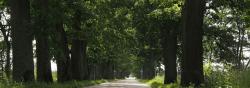 Allee nach Trakehnen