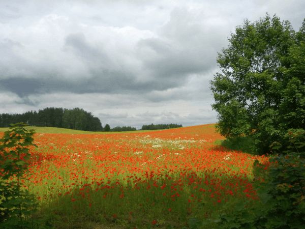 Radtour Masuren - mit Rad und Schiff geführte Radtour durch Masuren