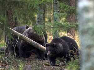 Bärenbeobachtung in Estland