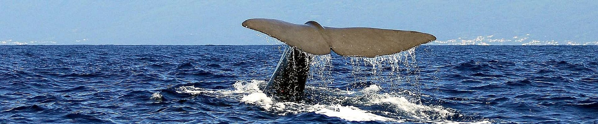 Flugreise Azoren - Walbeobachtung vor Sao Miguel